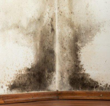 江南（蘇州）梅雨季節(jié)，家具霉斑處理小技巧，建議收藏哦！