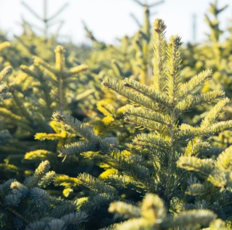 木材加工市場：松木VS柏木，木材界最激烈對決！