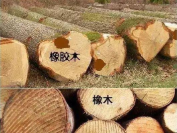 橡膠木和橡木的區(qū)別：橡木和橡膠木是一樣的嗎？如何鑒別它們呢？