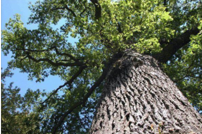 環(huán)保油漆涂料：你認識什么是橡木和櫸木嗎？