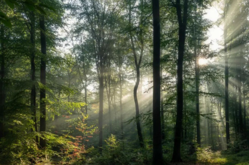 紅杉木家具;香杉木做衣柜好不好？香杉木板材有什么優(yōu)勢？