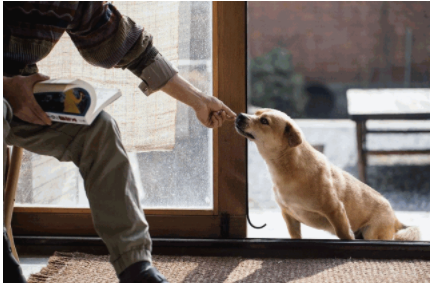 智能家裝流程：家裝設(shè)計(jì)時(shí)，有哪些適合「養(yǎng)寵家庭」的家居設(shè)計(jì)巧思？