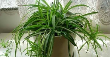 室內(nèi)裝修后除甲醛：如何清除甲醛？甲醛治理有用嗎？