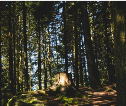 民宿規(guī)劃設(shè)計(jì)案例：家具+民宿+咖啡館，打造家具行業(yè)新模式